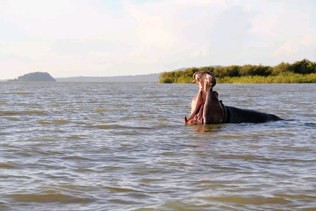 Lake Tana Meadow